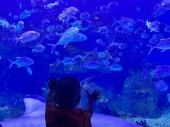-沙沙哗啦海洋馆(华宇百花谷店)