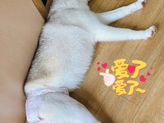 -Husky Go! 哈士奇体验馆·宠物咖啡厅狗咖