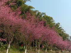 -望江楼公园