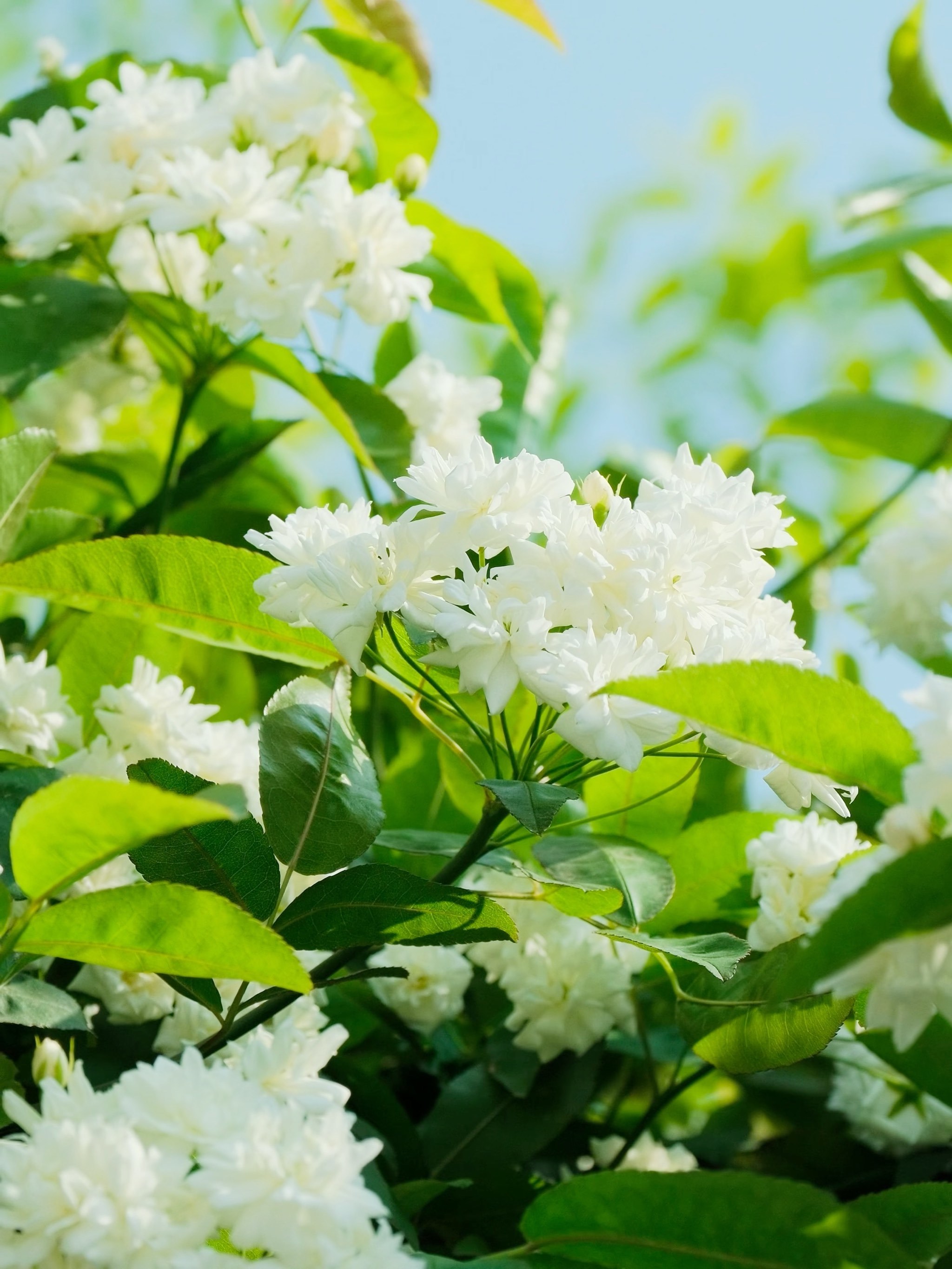 乘客请注意 下一站:成都七里香花海站到了