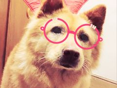 -爱侣宠医·鹦鹉专科·小型哺乳类·异宠专科(灵石路店)