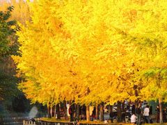 -成都市活水公园