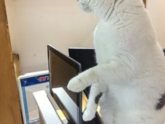 -是阿柴呀！柴犬咖啡·爱喵喵猫咖