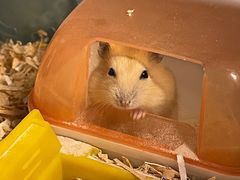 -钓仓鼠(洋桥北里小区店)