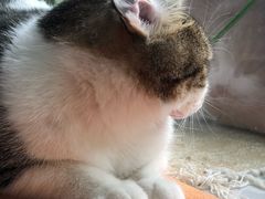 -纳吉亚猫专科动物医院·北北分院