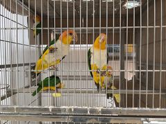 -观桥阁(锦溪店)