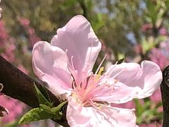 -南汇桃花村