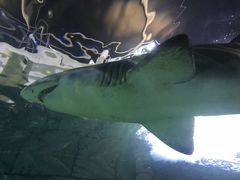 -悉尼海洋生物水族馆