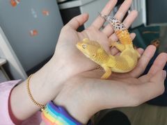 -酷以爬仙阁实体爬宠店·守宫·蜥蜴·专业繁育