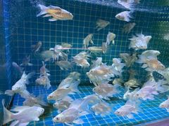 -梅陇花鸟市场-停车场