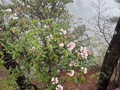 -黄山白云宾馆