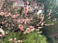 -杭州植物园