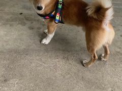 -逗柴咖啡屋·狗咖猫咖宠物桌游