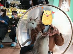 -Husky Go! 哈士奇体验馆·宠物咖啡厅狗咖