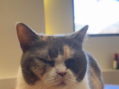 -有猫主题·治愈系猫咖(曾厝垵店)