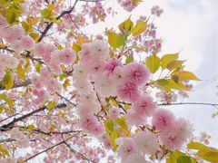 -绵阳盛世樱花悠乐谷