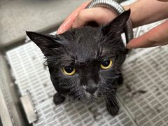 -北京观赏动物医院·24小时大型综合·猫专科·异宠专科
