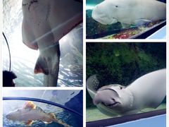 -悉尼海洋生物水族馆