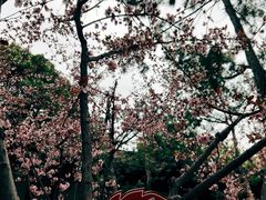 -秋霞圃