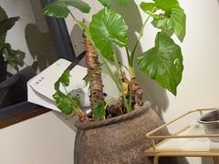 -黄鹤天厨·泡椒田鸡创始者(莲花店)