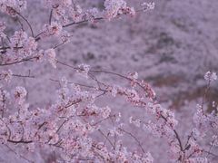 -高荡千年布依古寨旅游景区