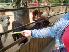 -辛玛王国游乐园