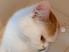 -Cappucimeow猫咪咖啡馆(韦伯时代店)
