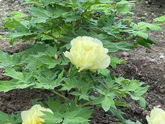 -莲花池公园