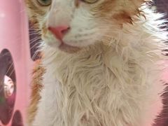 -钦宠·猫咪售卖·洗护·寄养(东圃旗舰店)