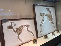 -安徽省地质博物馆