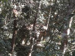 -野象谷景区