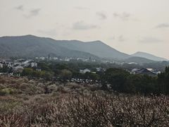 -香雪海