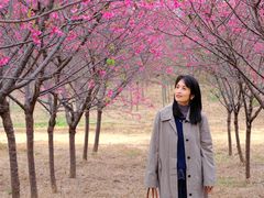 -天适樱花悠乐园