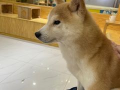 -柴源莊·柴小宠柴犬咖啡