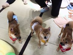 -逗柴咖啡屋·狗咖猫咖宠物桌游
