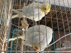 -姥家大锅台水库渔家