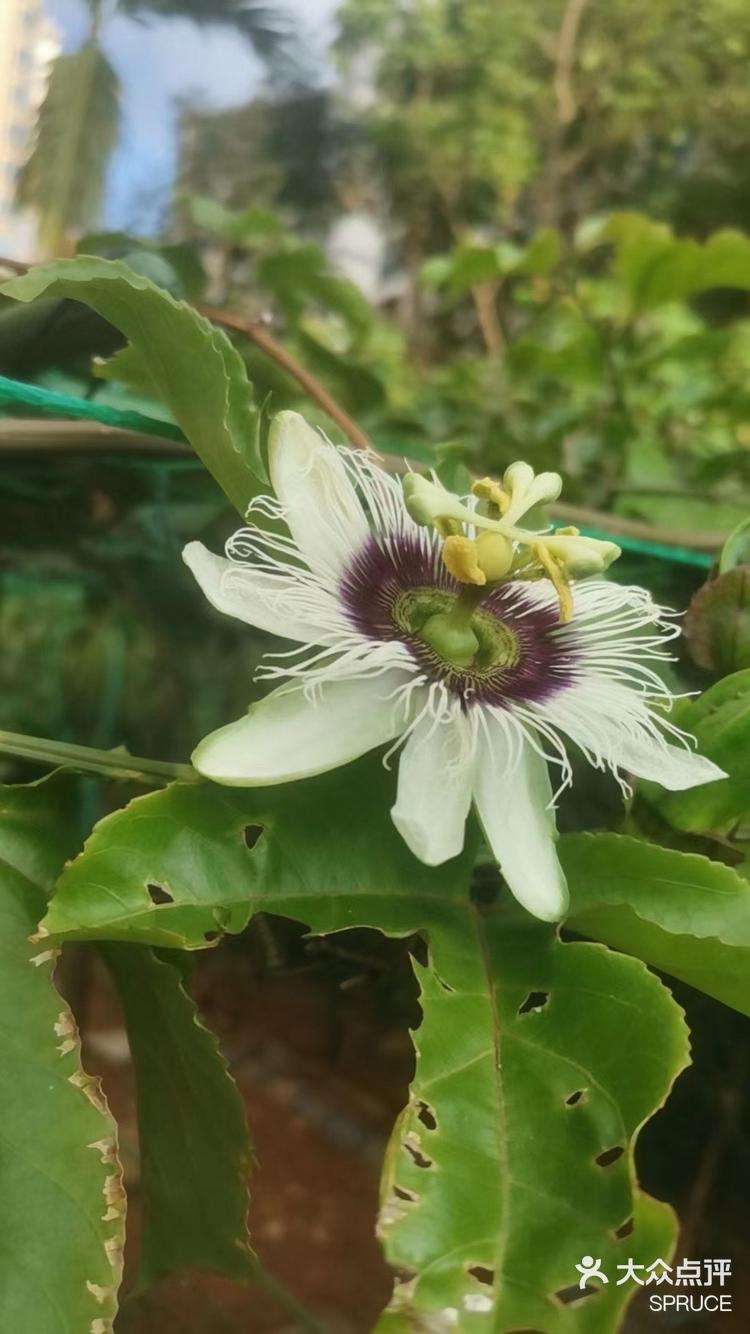 百里香 #纯甜百香果 #百香果种植 #热带水果