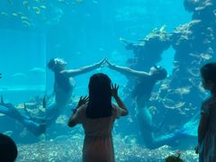 -海棠湾洲际-涛·海底餐厅·美人鱼·自助餐·海底隧道