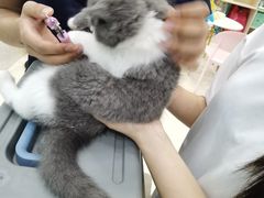-乐琪宠物医院·犬猫专科·骨外科·急重症