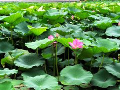 -长春市南湖公园