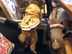 -more than meow吴止猫主题餐厅(承德 中船汇店)