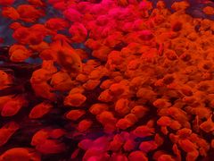 -多彩贵州城极地海洋世界