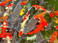 -新世纪大酒楼·30年南海菜
