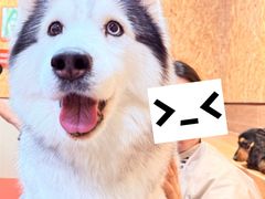 -和它·交个朋友·狗咖猫咖(爱琴海店)