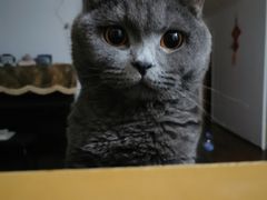 -乐派堂宠物医院·猫友好· 心脏科(东街店)