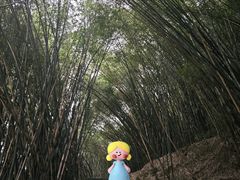 -铁山坪森林公园