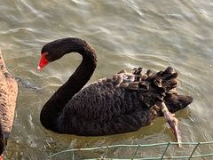 -五缘水乡酒店兰轩中餐厅