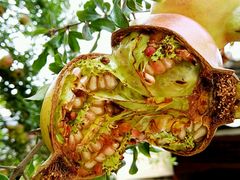 -西安化觉巷清真大寺