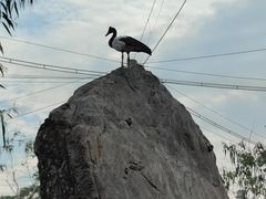 -新加坡飞禽公园