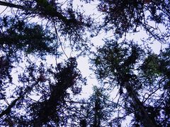 -象山森林公园